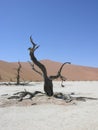 Dead Vlei