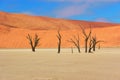 Dead Vlei desert, Namibia, South Africa Royalty Free Stock Photo