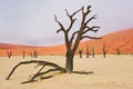 Dead Vlei desert, Namibia, South Africa Royalty Free Stock Photo