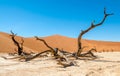 Dead Vlei Royalty Free Stock Photo