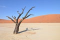 Dead Vlei in Namib desert, Namibia Royalty Free Stock Photo