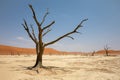 Dead Vlei in the Namib Naukluft, Namibia Royalty Free Stock Photo