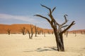 Dead Vlei in the Namib Naukluft, Namibia Royalty Free Stock Photo