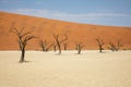 Dead Vlei in the Namib Naukluft, Namibia Royalty Free Stock Photo