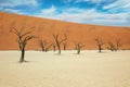 Dead Vlei in the Namib Naukluft, Namibia Royalty Free Stock Photo