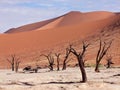 Dead Vlei, Namibia Royalty Free Stock Photo