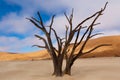 Dead Vlei, Namibia Royalty Free Stock Photo