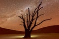 Dead Vlei, Namibia at Dusk Royalty Free Stock Photo