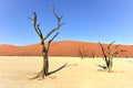 Dead Vlei, Namibia Royalty Free Stock Photo