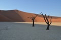 Dead Vlei, Namibia