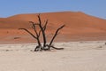 Dead Vlei in Namibia Royalty Free Stock Photo