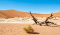 Dead Vlei Trees Royalty Free Stock Photo