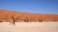 Dead Vlei trees in Namib desert Royalty Free Stock Photo