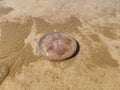 Dead washed up common jellyfish Aurelia aurita in wet beach sand