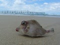 A dead, washed up pufferfish found on the beach in Australia