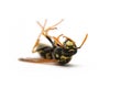 Dead wasp