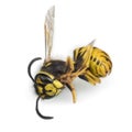 Dead wasp