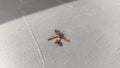 a dead wasp lying on a flat gray surface with its wings spread and body casting a small shadow in the sunlight Royalty Free Stock Photo