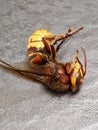Dead wasp up close beautiful yellow
