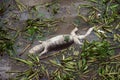 Dead crocodile on Chao Phraya River