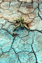 Dead weed plant on dry ground after blue copper fungicide treatment of the land Royalty Free Stock Photo
