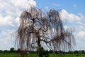 Dead weeping willow contrasting with the blue sky