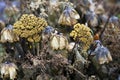 Dead wet flowers Royalty Free Stock Photo