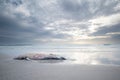 Dead whale in the beach and the seascape