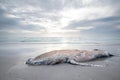 Dead whale in the beach and the seascape