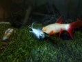 Dead white angel fish in the aquarium