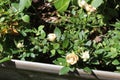 Dead White flowering close up