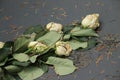 Dead white roses on a grave Royalty Free Stock Photo