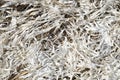 Dead white seagrass Zostera marina with long and narrow leaves on beach