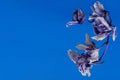 Dead wilted blue orchid flowers on a blue classic background. Dry phalaenopsis petals isolated on blue background