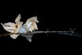 Dead wilted dry orchid blossoms with barbed wire isolated on black background