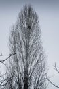 Dead Winter Tree With Muted Colors Royalty Free Stock Photo
