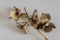 Dead withered orchid flowers isolated on white background