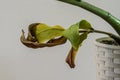 Dead withered plant zamiokulkas with dry leaves