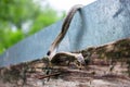A dead, withered snake hangs on the fence Royalty Free Stock Photo