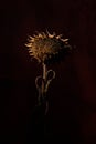 dead and withered sunflower black background made by XTORM in the Netherlands Royalty Free Stock Photo