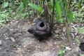 Dead withered tropical giant flower rafflesia arnoldii in Borneo island rainforest mountains