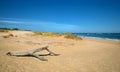 Dead wood on a sand beach Royalty Free Stock Photo