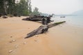 Dead wood on the beach