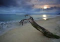 Dead wood on a beach