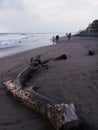 Dead wood at Berawa Beach of Canggu, Bali Royalty Free Stock Photo