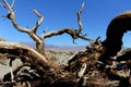 Dead wood death valley