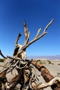 Dead wood in death valley