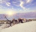 Dead wood in the Death Valley National Park, USA