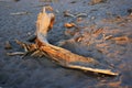 Dead wood in desert Royalty Free Stock Photo