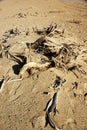 Dead wood in desert Royalty Free Stock Photo